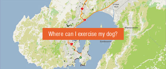 Map of Wellington with 'Where can I exercise my dog?' on it which links through to the online map.